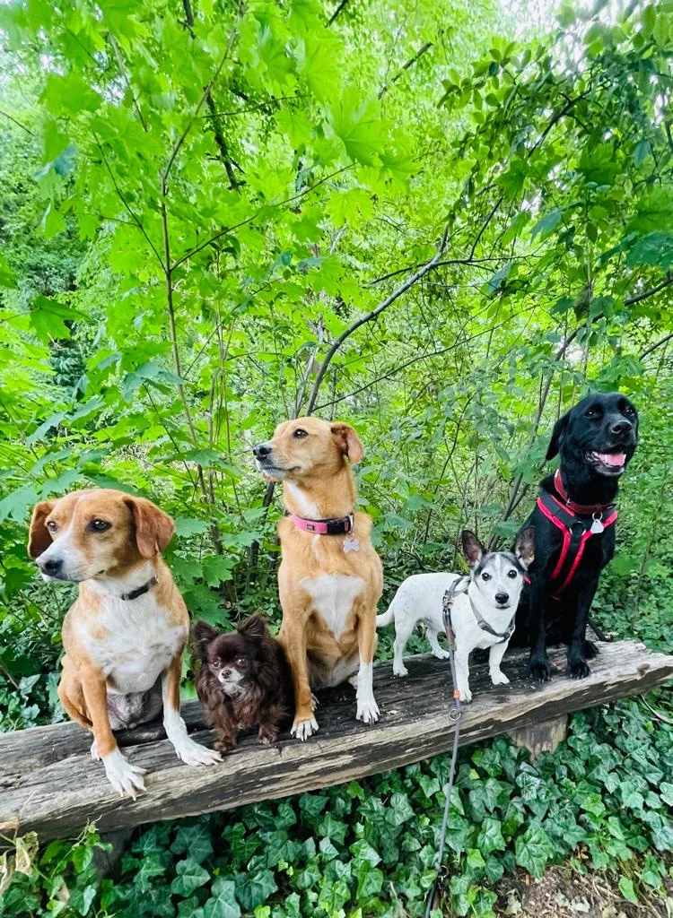 Paw-Time Hundebetreuung - Celle pet otel görseli 6