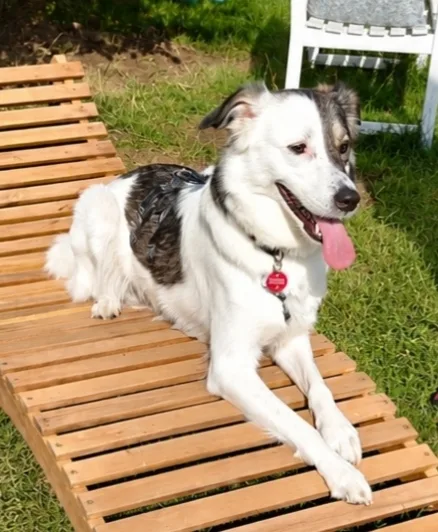 Paw-Time Hundebetreuung - Celle pet otel görseli 7