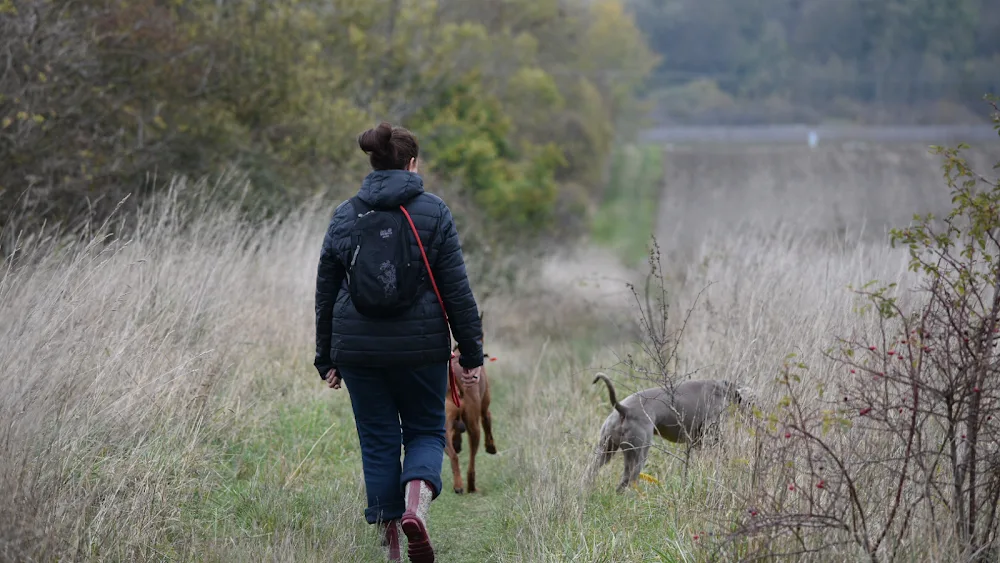 Ali’s Ark Pet Services - Central Bedfordshire pet otel