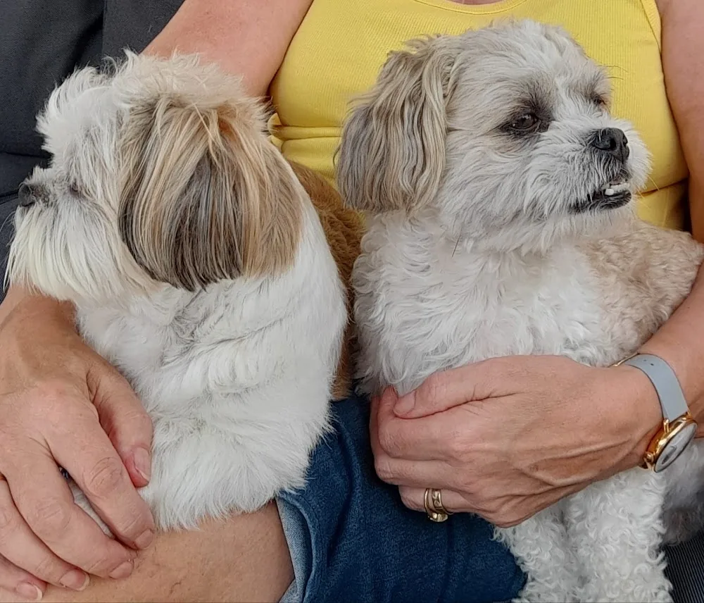Comfy Canine Care - Central Bedfordshire pet otel görseli 3