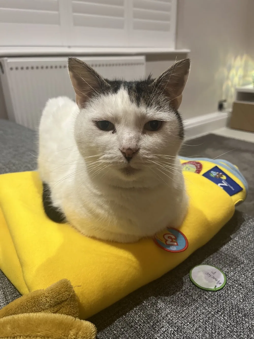 The Cat Butler Leighton Buzzard - Cat Sitting Service, Cattery Alternative - Central Bedfordshire pet otel görseli 3