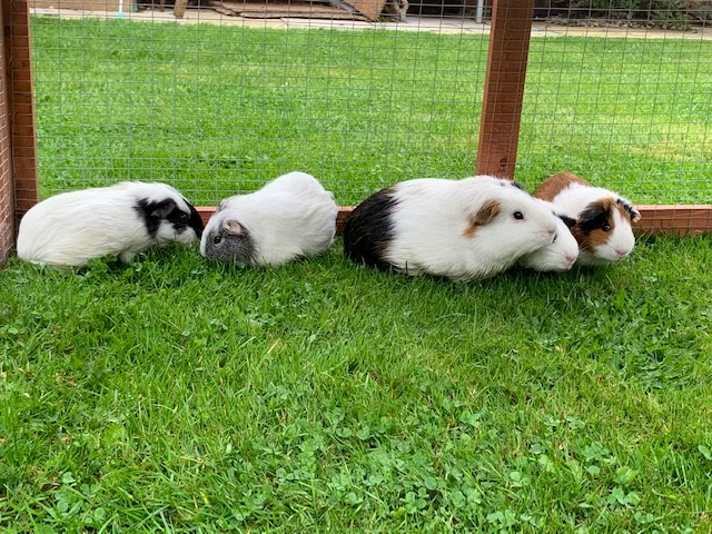Unique Guinea Pig, Rabbit & Small Animal Boarding - Central Bedfordshire pet otel görseli 2