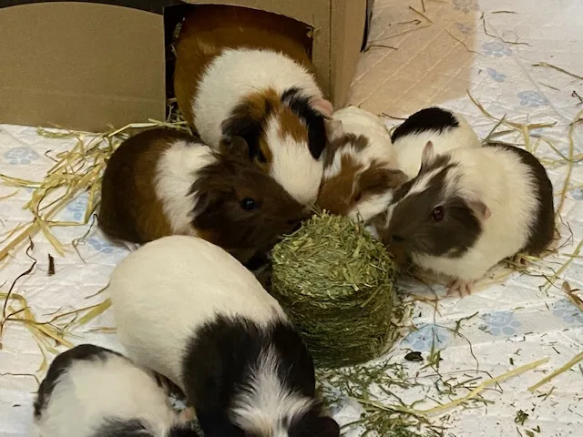 Unique Guinea Pig, Rabbit & Small Animal Boarding - Central Bedfordshire pet otel görseli 3