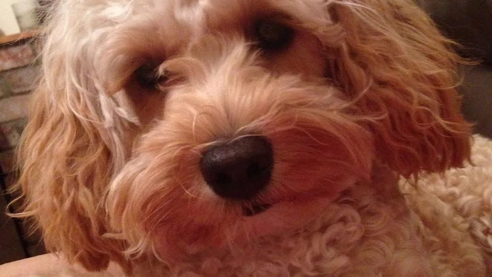Welcome Little Paws Home Boarding - Central Bedfordshire pet otel görseli 2