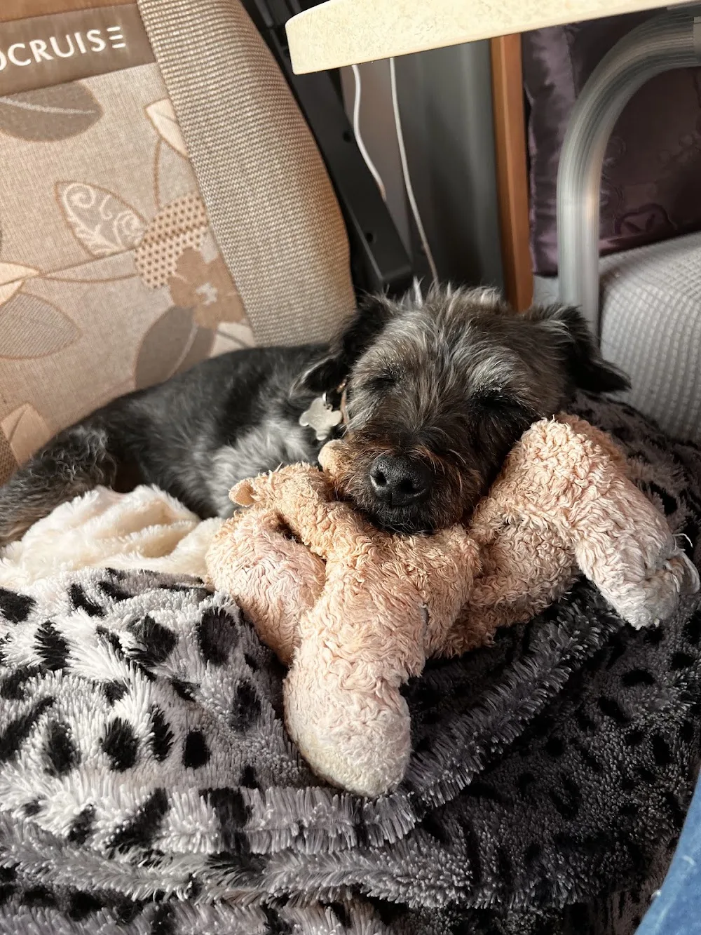 Welcome Little Paws Home Boarding - Central Bedfordshire pet otel görseli 3