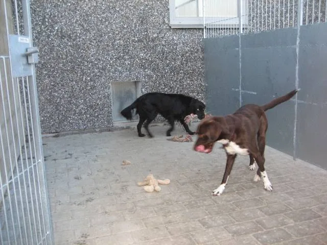 Elbjerglund's Hundepension - Central Denmark pet otel görseli 3