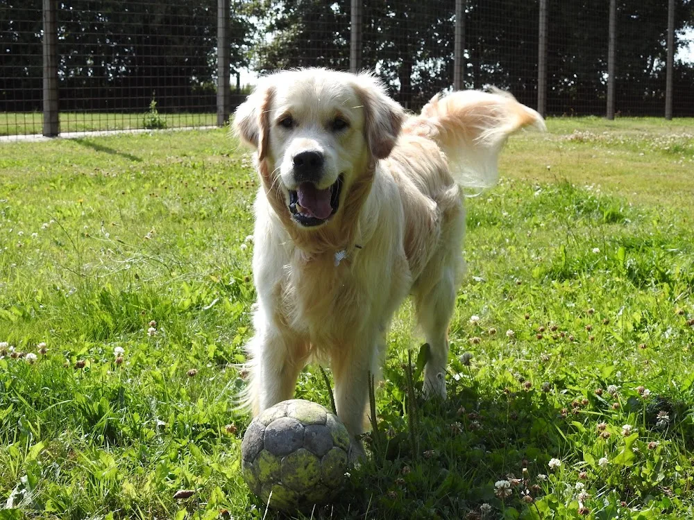 Flintbjerg Hundepension - Central Denmark pet otel görseli 6