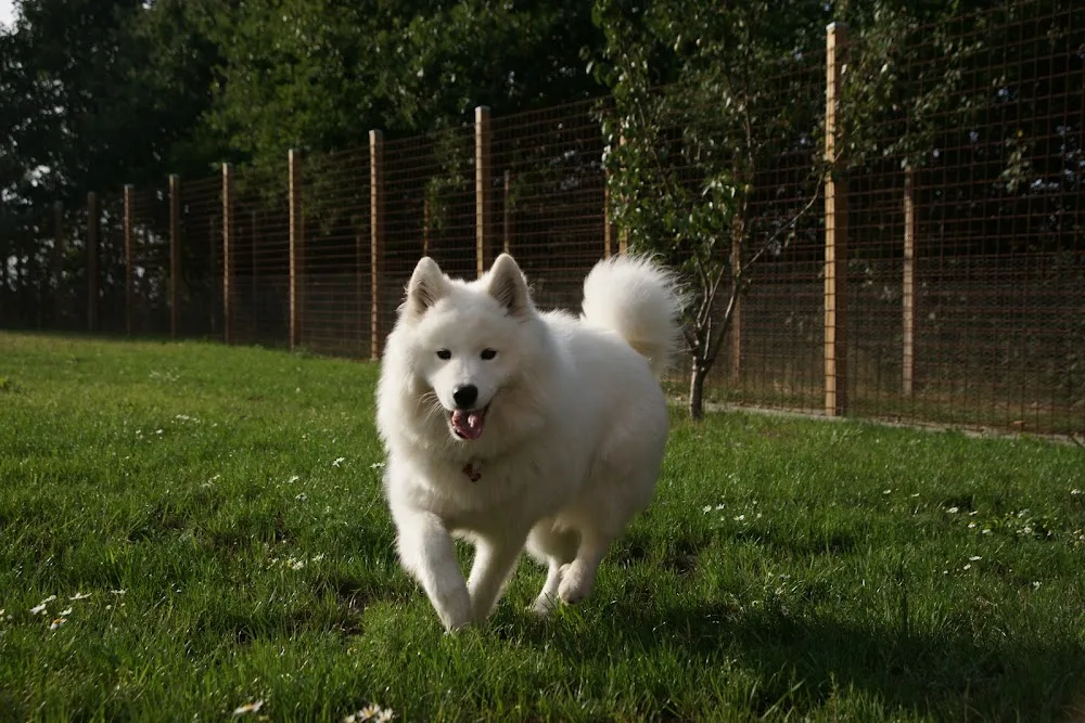 Flintbjerg Hundepension - Central Denmark pet otel görseli 7