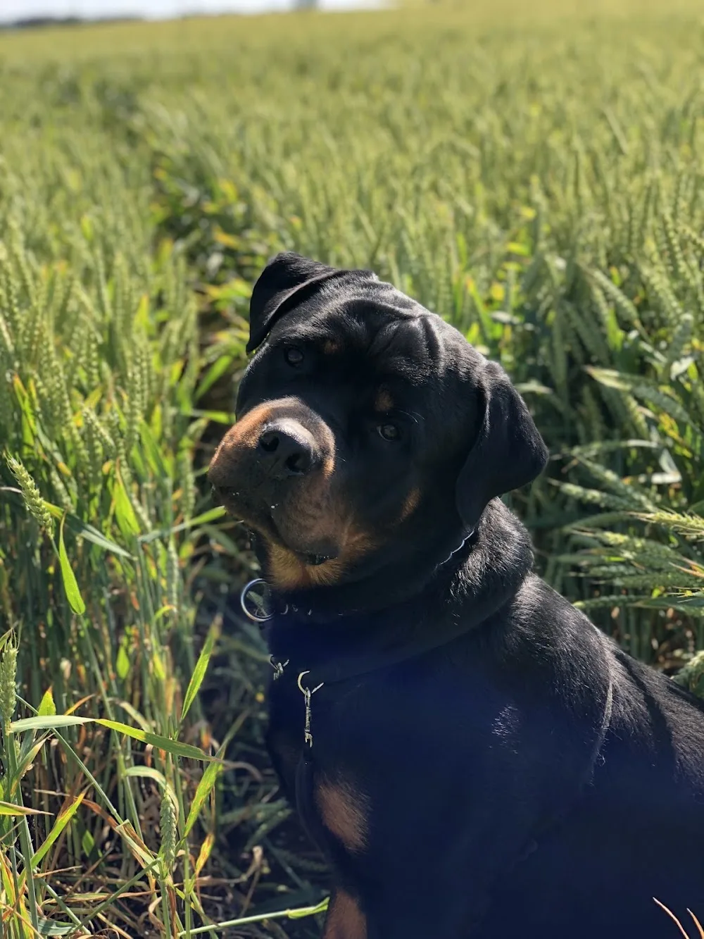 Hundecenteret - Central Denmark pet otel görseli 5