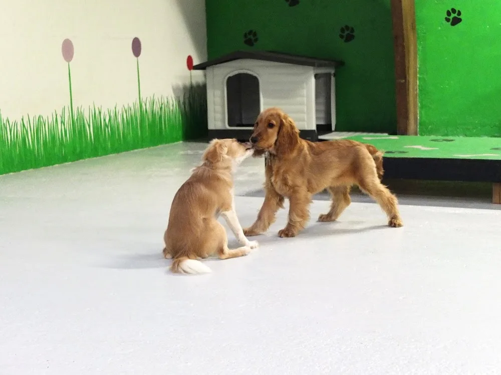 Hundehaven Potefryd - Central Denmark pet otel