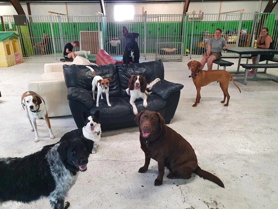 Hundehaven Potefryd - Central Denmark pet otel görseli 3