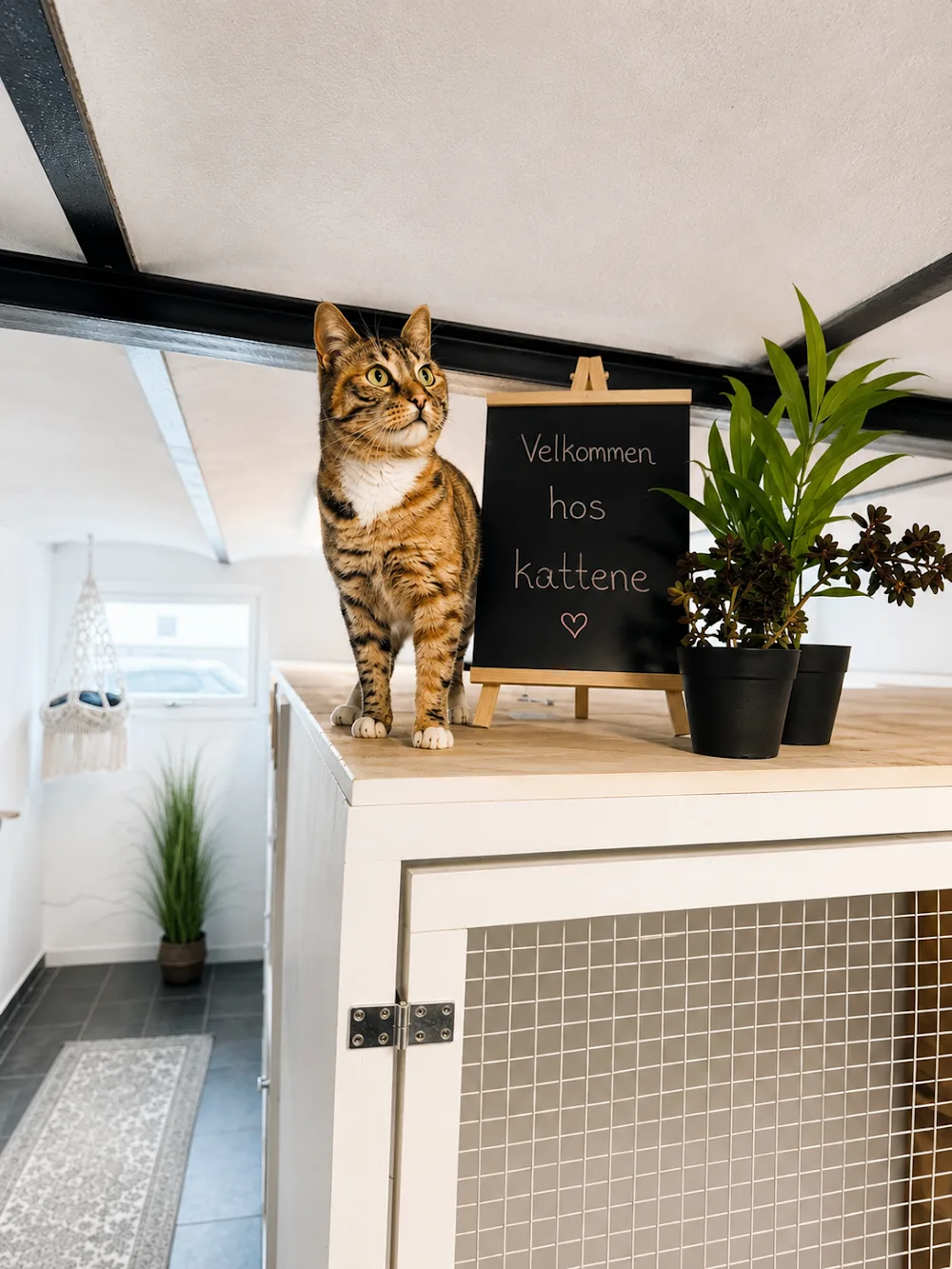 Kattecenteret - Central Denmark pet otel görseli 3
