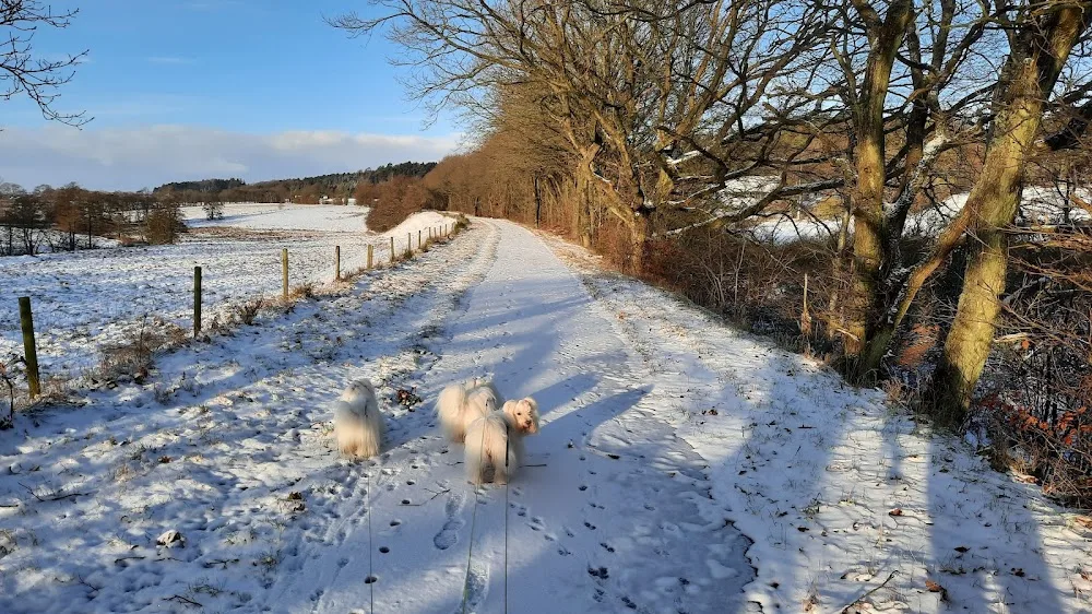 Kennel Coton de Mille - Central Denmark pet otel görseli 3