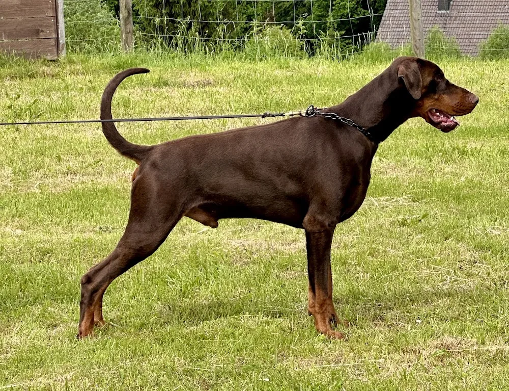 Kennel Dobergaarden - Central Denmark pet otel