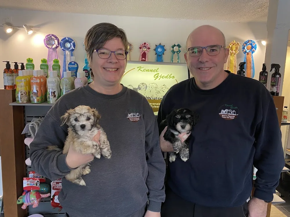 Kennel-Gjedbo opdræt af Bichon Havanais og Coton de Tulear hvalpe. - Central Denmark pet otel görseli 6