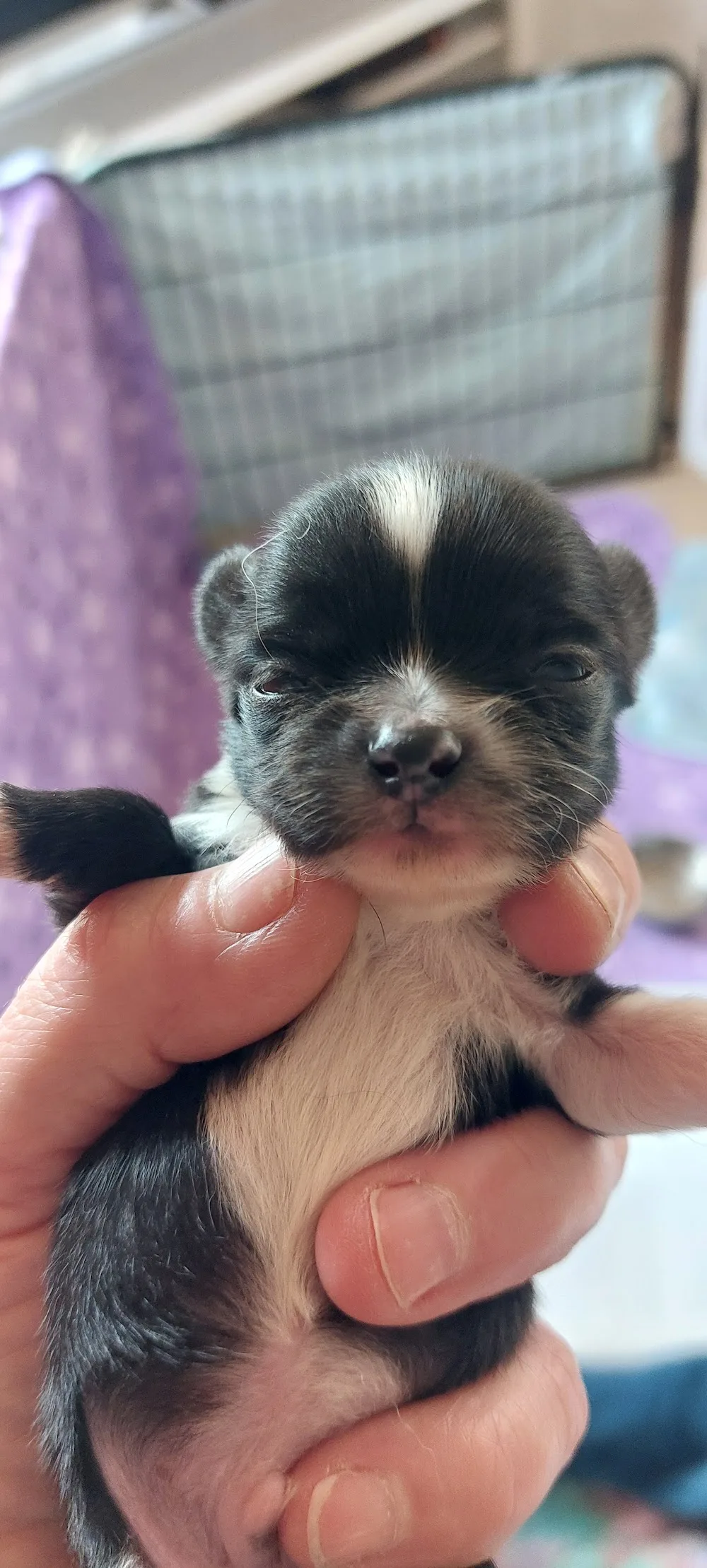 Kennel Reif`s Chihuahua - Central Denmark pet otel görseli 3