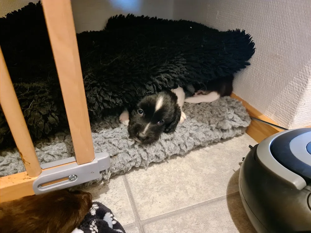 Kennel Røgild´s - Central Denmark pet otel görseli 7