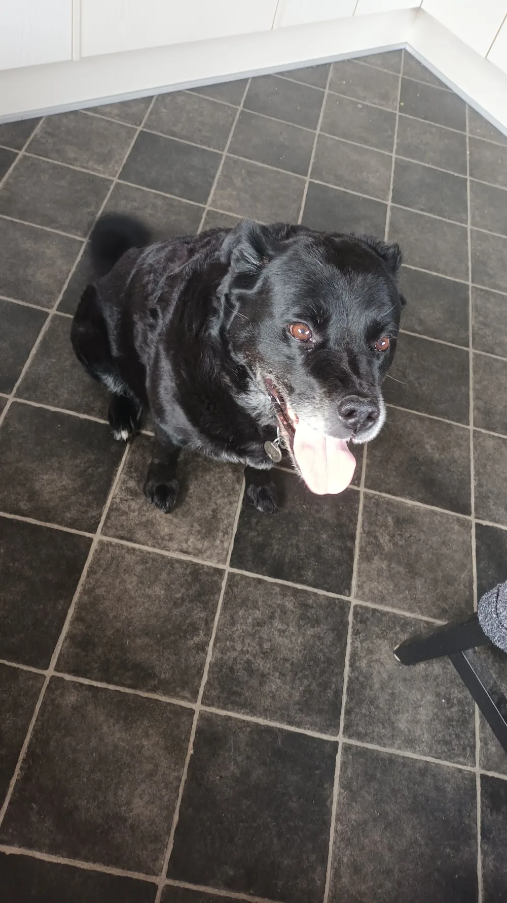 Kjellerup Hundepension - Central Denmark pet otel görseli 3