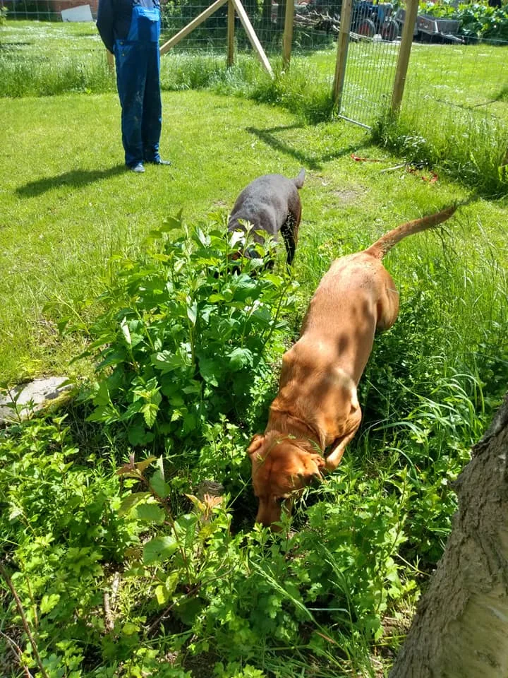 Nygaard Hundepension Røgen - Central Denmark pet otel görseli 3