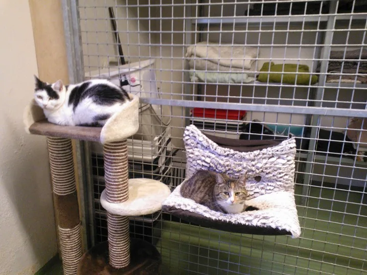 Østjysk Hundecenter - Central Denmark pet otel görseli 3