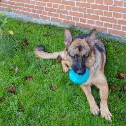 Østjysk Hundecenter - Central Denmark pet otel görseli 4