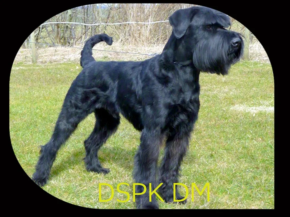 Team Dutydog op dræt af Riesen og Dværgschnauzer - Central Denmark pet otel
