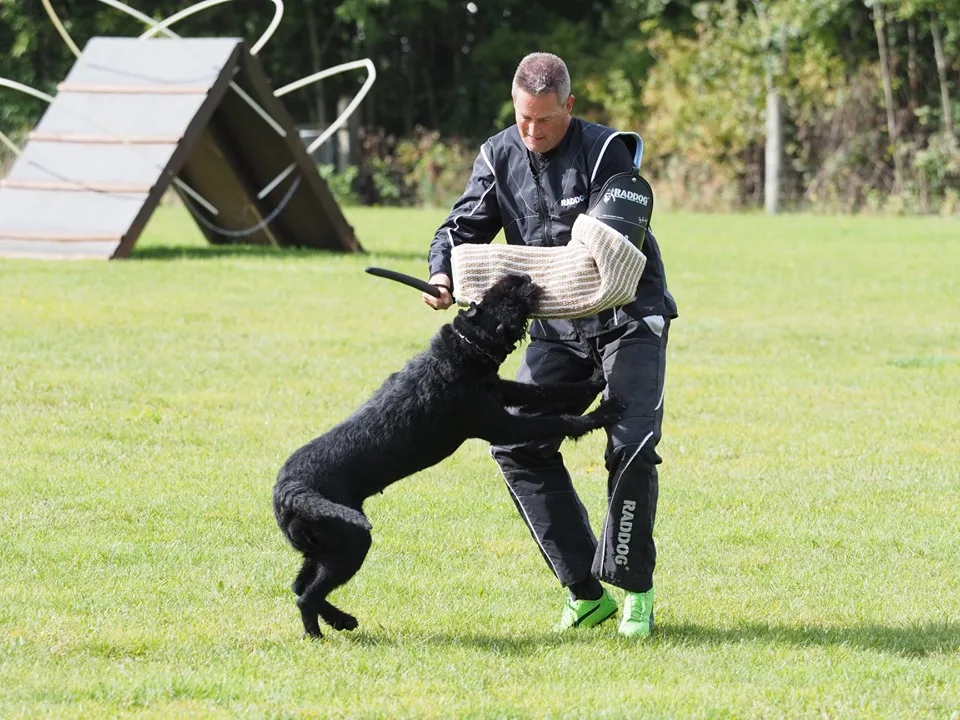 Team Dutydog op dræt af Riesen og Dværgschnauzer - Central Denmark pet otel görseli 7