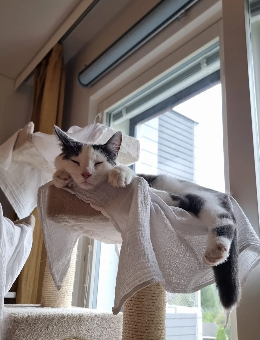 CatBnB - Central Finland pet otel görseli 2