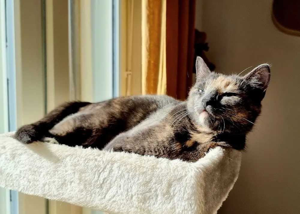 CatBnB - Central Finland pet otel görseli 3