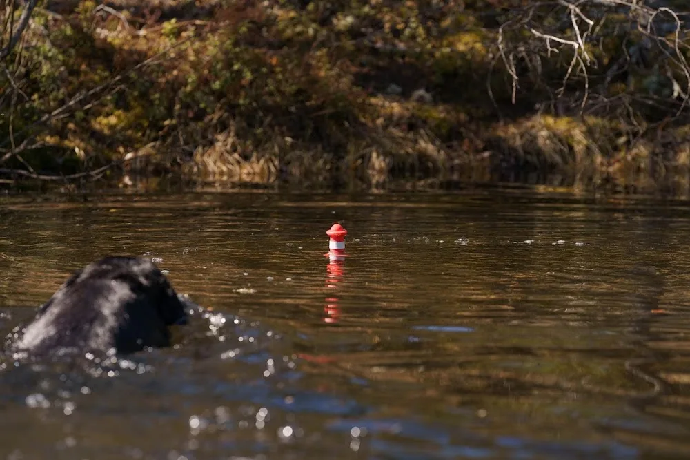 Hukkamutkan koirapalvelut - Central Finland pet otel görseli 3