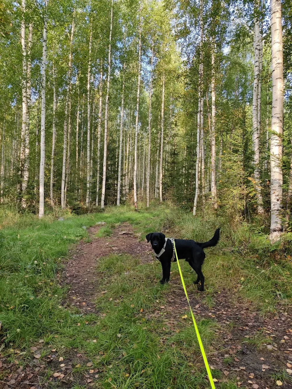 Koirahotelli Kultavahti - Central Finland pet otel görseli 2