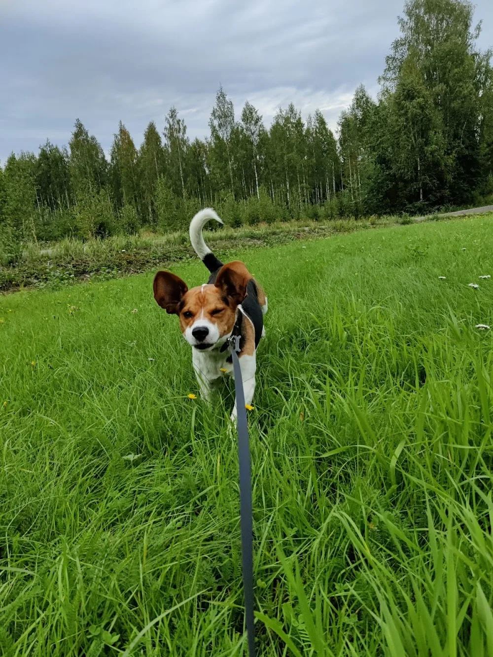 Koirahotelli Kultavahti - Central Finland pet otel görseli 3