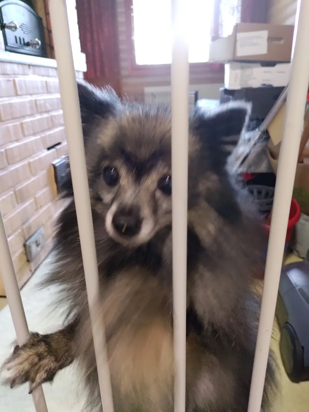 Lappalainen Pienenpolunkennel - Central Finland pet otel görseli 2