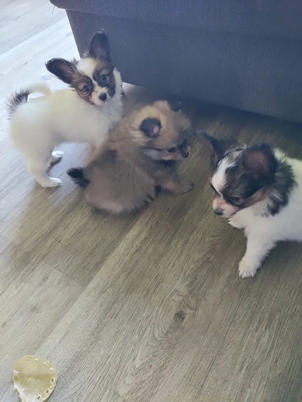 Lappalainen Pienenpolunkennel - Central Finland pet otel görseli 3