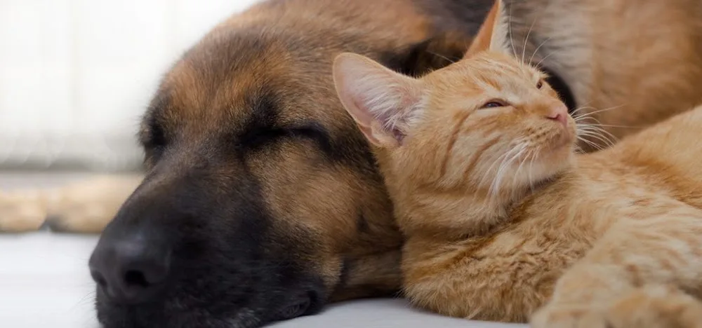 Lemmikkihotelli Doggies & Kitties Jyväskylä - Central Finland pet otel görseli 3