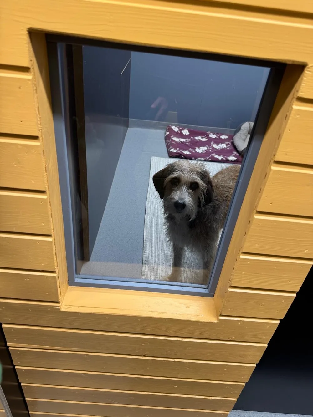 Lemmikkihotelli Tassu & Tassu Oy - Central Finland pet otel görseli 3