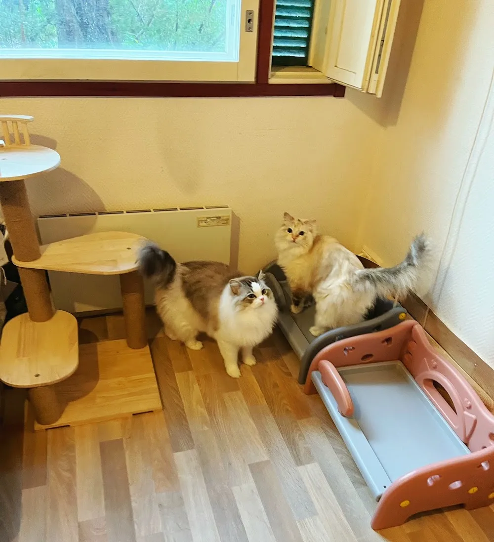 Miukula Kissahotelli - Central Finland pet otel görseli 7