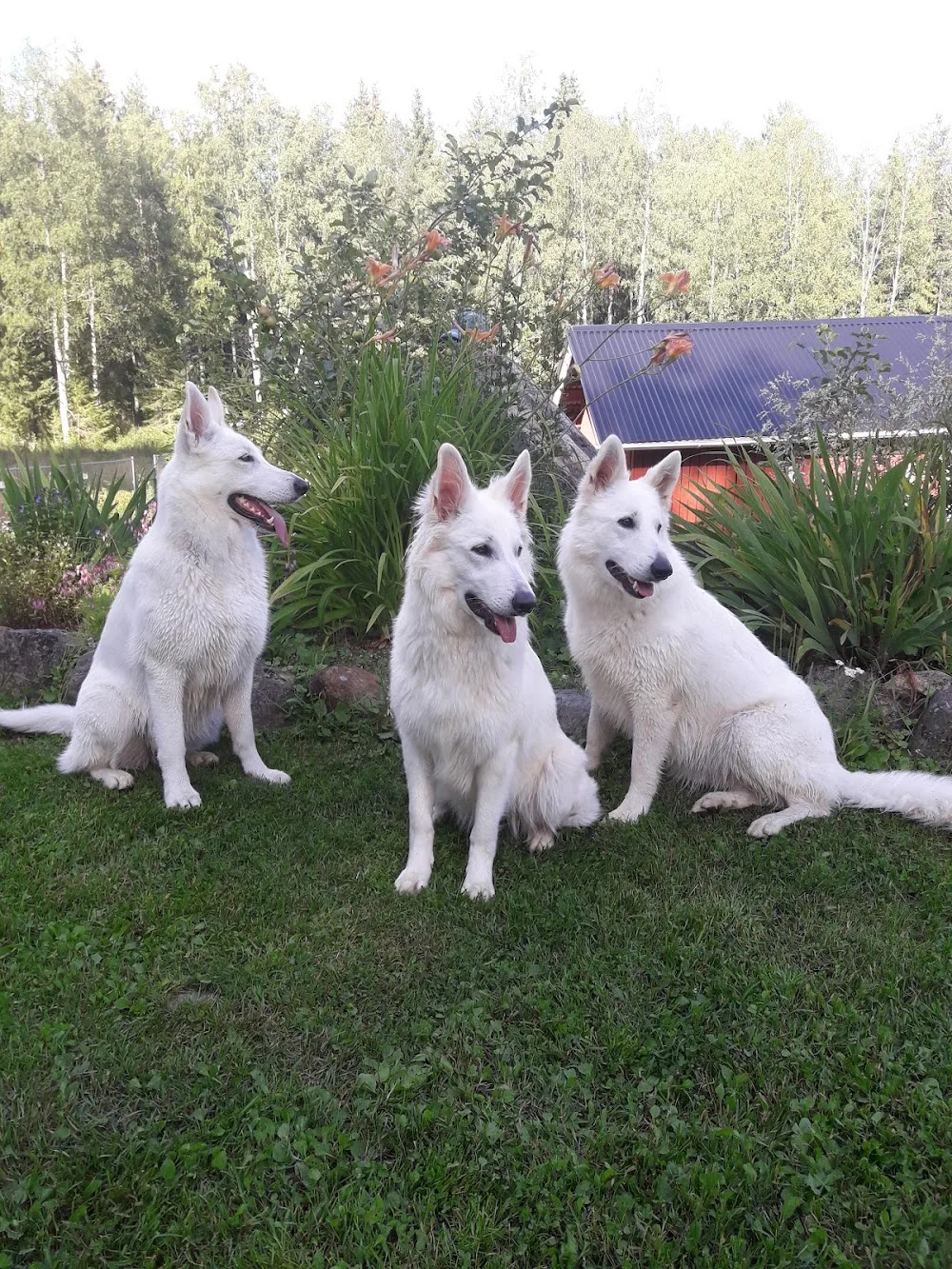 Mountpond, Saahin kennel, Vuorilammen koirakoulu - Central Finland pet otel görseli 2