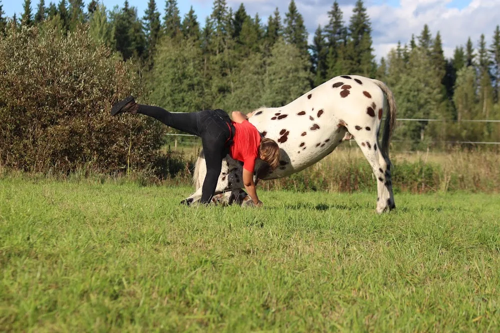 Smirnova - Central Finland pet otel görseli 3