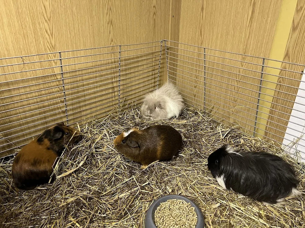 Tuulimäen tila ja lemmikkihotelli - Central Finland pet otel görseli 3