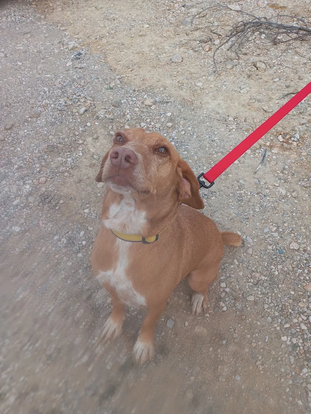 4 Feet Dog Center - Central Greece pet otel görseli 4