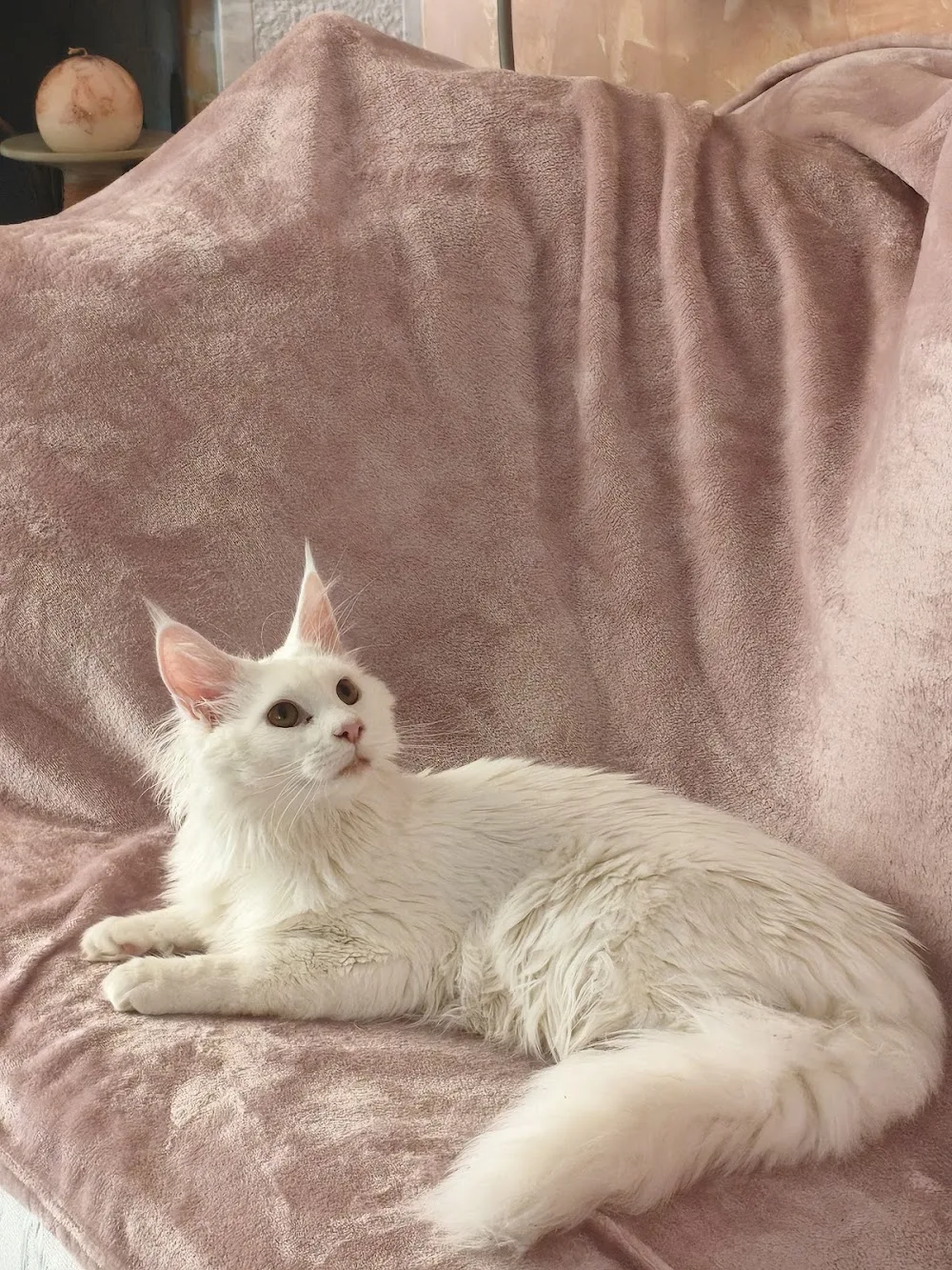 AlmaVida Cattery - Central Greece pet otel