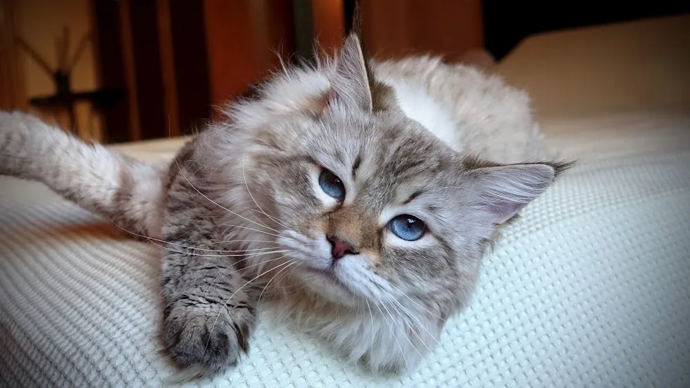 Aurora Glow Siberian & Neva Masquerade cattery - Central Greece pet otel