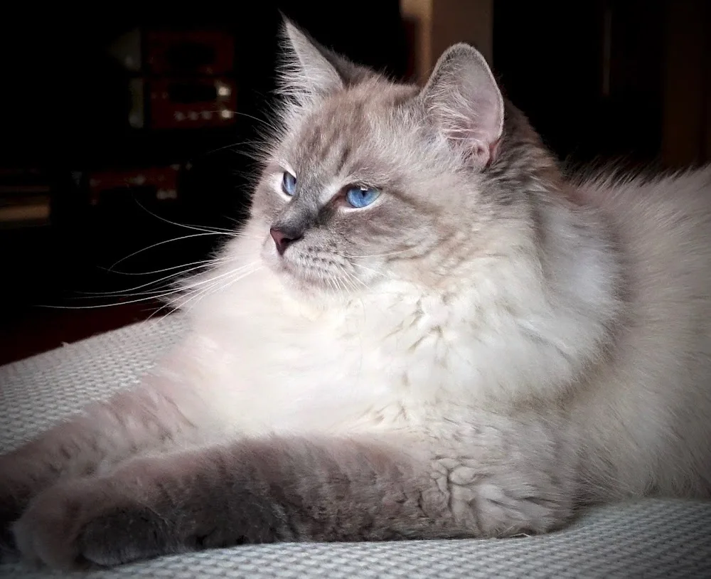 Aurora Glow Siberian & Neva Masquerade cattery - Central Greece pet otel görseli 3