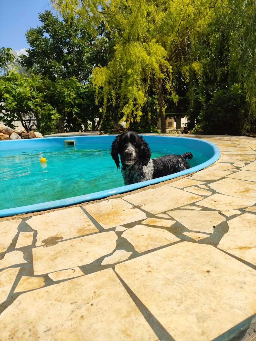 Αvra Farm - Central Greece pet otel görseli 7