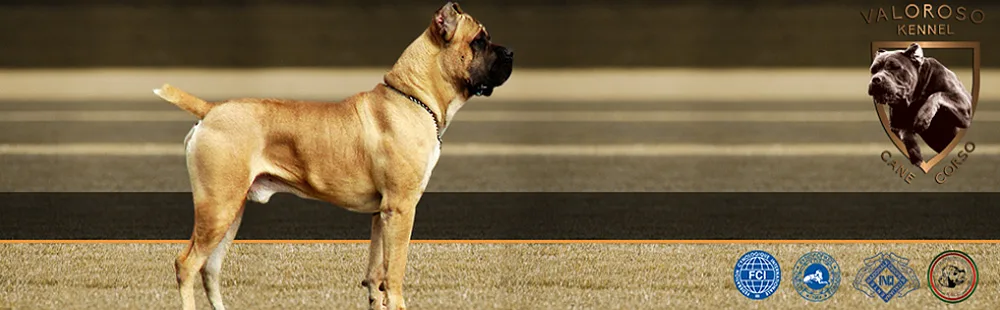 Cane Corso Valoroso Kennel - Central Greece pet otel görseli 10
