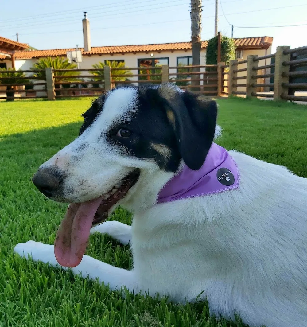 DogGlam Luxury Dog Hotel Ξενοδοχείο σκύλων - Central Greece pet otel görseli 15