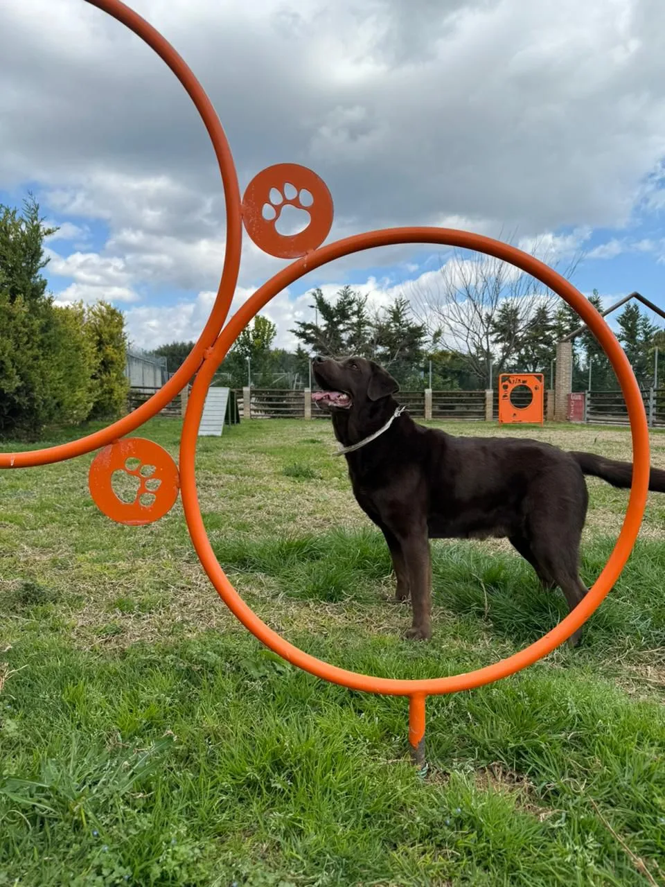 DogGlam Luxury Dog Hotel Ξενοδοχείο σκύλων - Central Greece pet otel görseli 10