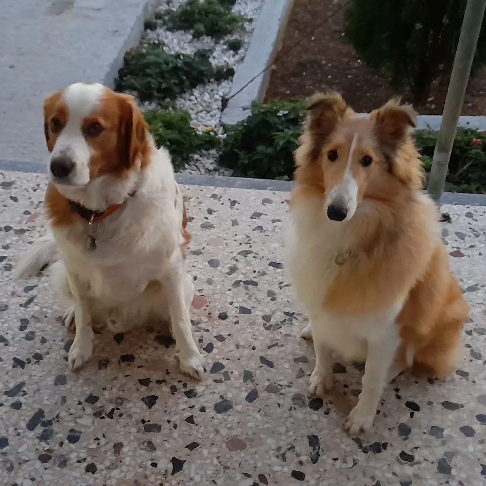 Dogville Dog's Hotel - Central Greece pet otel