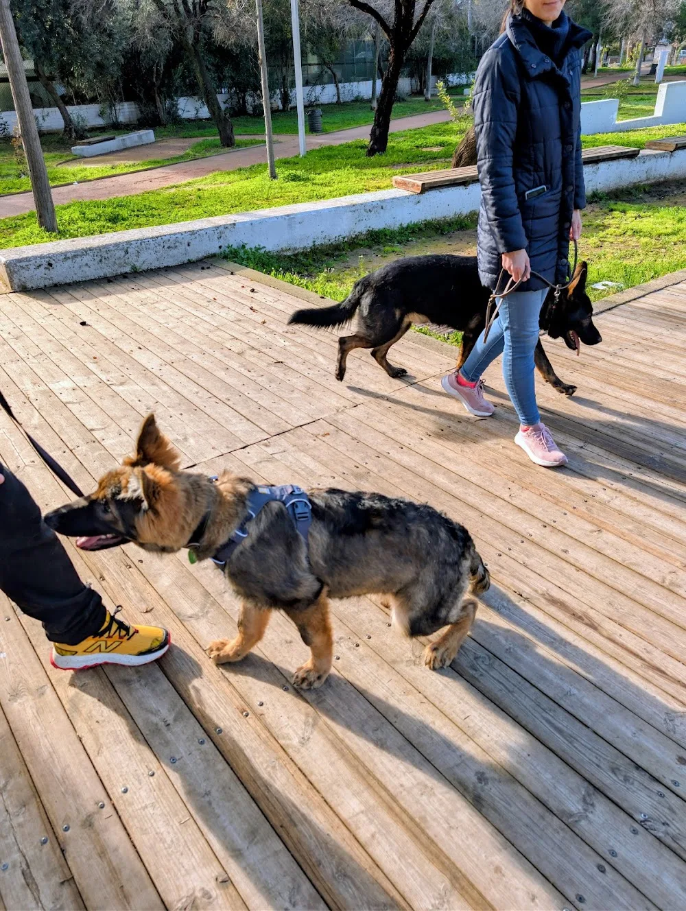Parnitha training dog (PARNITHA DDR KENNEL) - Central Greece pet otel görseli 3